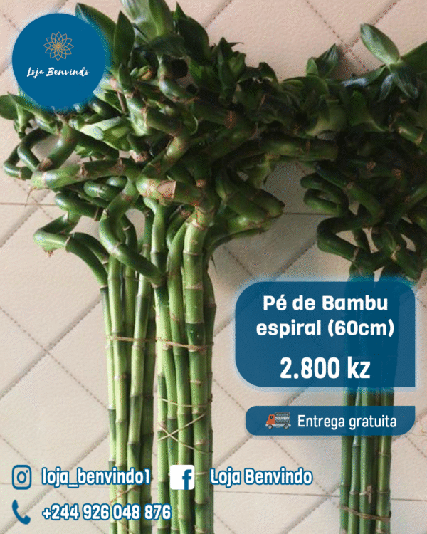 Pé de Bambu Espiral